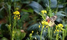 走在春天的田埂上