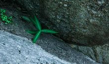 岩石缝中的奇迹