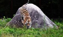 我是一只东北虎