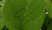 感悟绿萝的生命