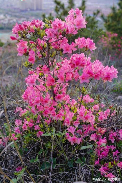 春节