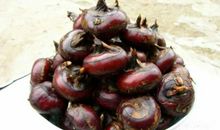 不是马蹄的“马蹄”