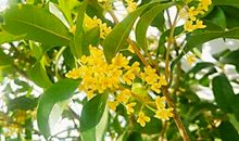 介绍树叶的作文