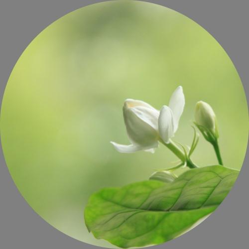 如果我是茉莉花