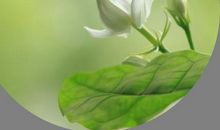 假如我是一朵茉莉花