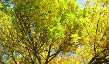 我爱秋天的白蜡树