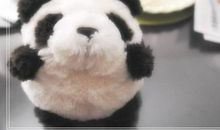 我和小狗的趣事