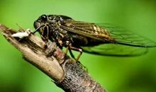 知了给我的启示