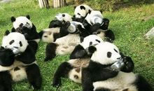 成都熊猫基地