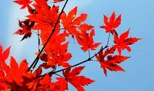深秋枫叶