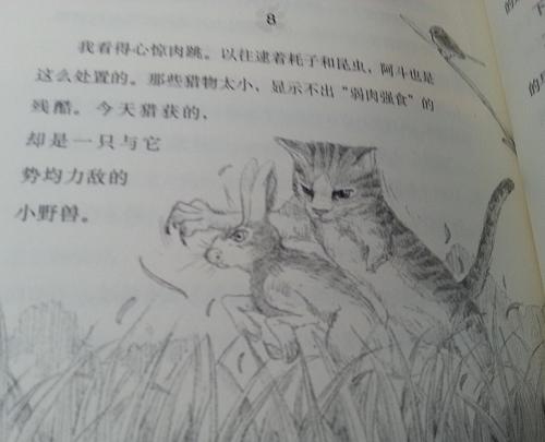 看完《狐狸猫的战争歌》之后