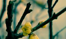 我喜欢的腊梅花