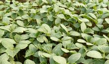 一棵菜苗的梦想