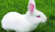 我喜爱的兔子