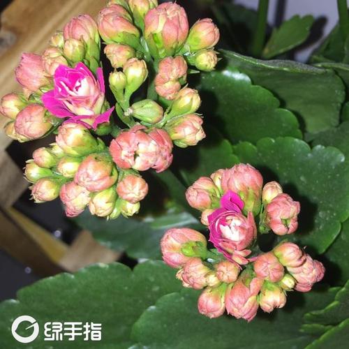 一朵骄傲的花