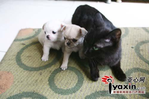 可敬的母犬