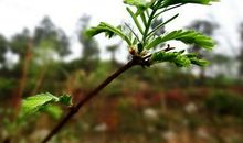 又见枝头吐新绿