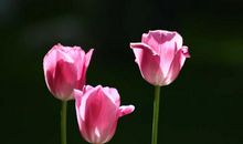 我最欣赏那抹红