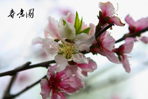 春季意向