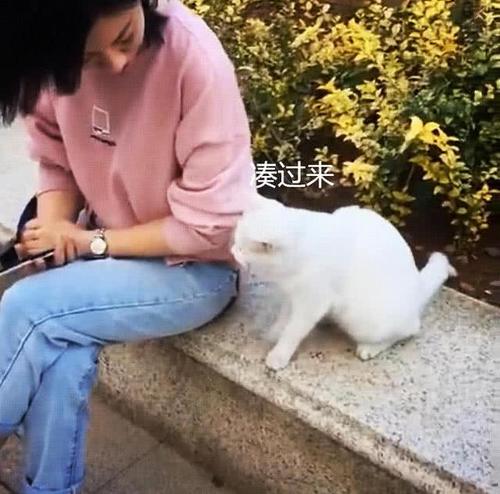 遇到一只流浪猫