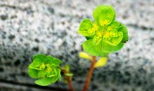 假如我是一株石缝中的小草