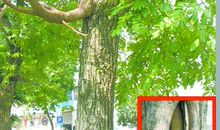 校园里的枫杨树