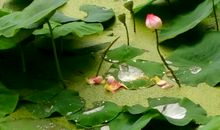 有荷叶相伴的日子