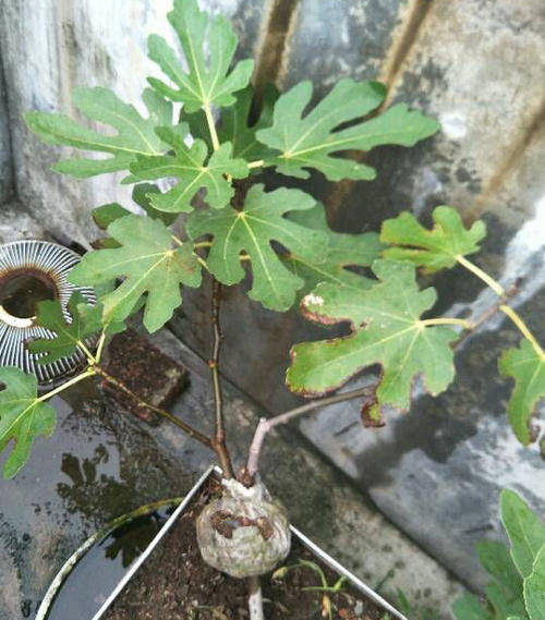 窗户上的无花果