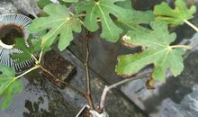 窗口的那株无花果