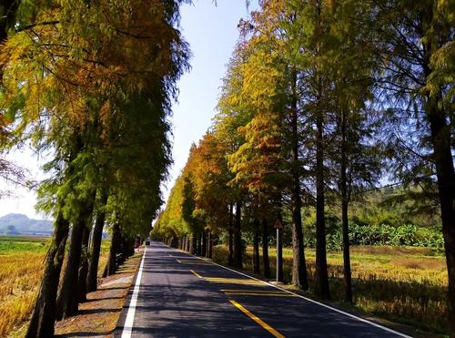 乡镇公路的真实感受