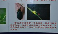 参观上海昆虫博物馆