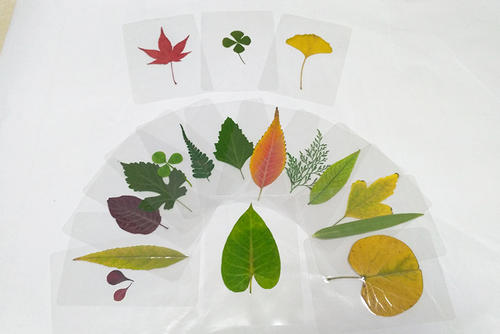 我的叶蝴蝶画