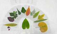 我的树叶蝴蝶画