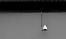 由水黾得到的启示