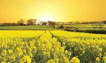 不一样的乡村风景