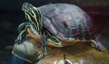 我的新伙伴——巴西龟