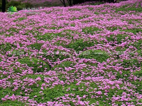 藏红花