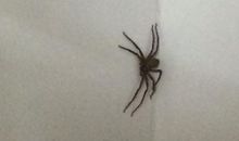 一只蜘蛛的自述