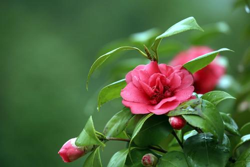 当花园里充满了山茶花