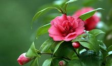 当茶花满园的时候