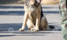 我家两条狗的战争