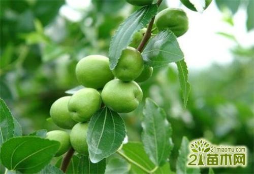 我爱枣