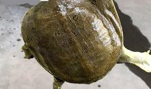 我和心爱的小甲鱼