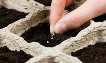 种下什么的种子