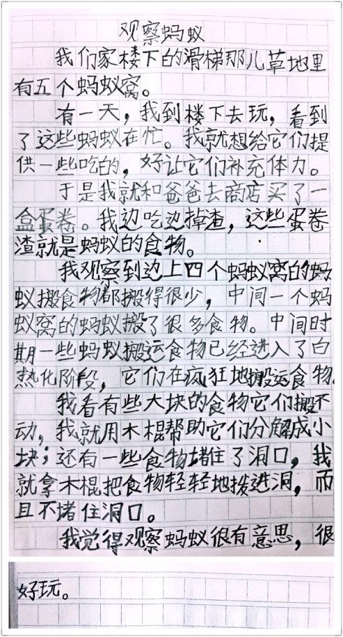 观察蚂蚁的组成