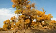 千年不倒的胡杨树