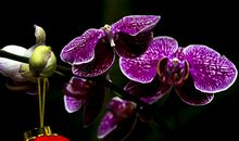 学会独立，不做温室之花