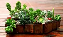 多肉植物和吊篮