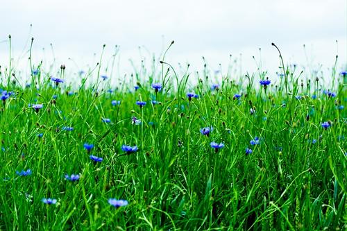自然花
