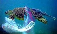 塑料袋苦难历险记